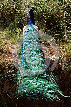 Colorful Paco Peacock Pfau