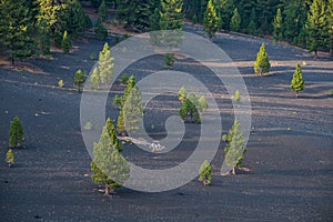 Colorful Painted Dunes, Lava Beds, Badland Formation, and Pine Trees in Lassen Volcanic National Park in Northern California