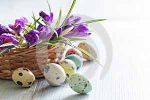 Colorful painted Easter eggs and spring crocus