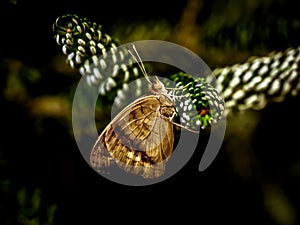 Colorful painterly butterfly landing on green leaf in a garden buttefly house.