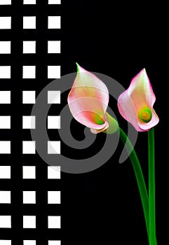 Colorful pair of light pink and yellow color calla lillies on abstract black and white background