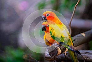 Colorful Pair Lovebirds parrots on branch