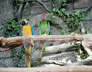 Colorful a pair of macaws, sitting on a branch