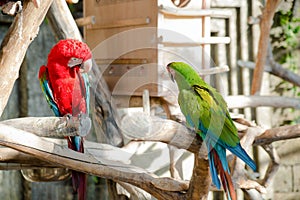 Colorful a pair of macaws, sitting on a branch