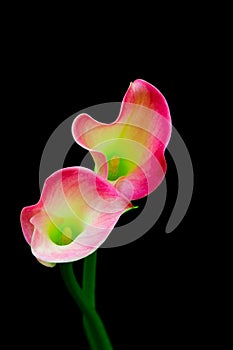 Colorful pair of zantedeschia rubylite pink ice calla lilies