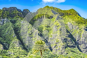 Colorful Palm Tree Green Mountain Kualoa Regional Park North Shore Oahu Hawaii photo