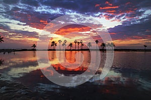 Colorful Palm Trees Beach Sunrise