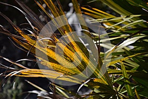 a colorful palmetto frond backlit by the sunlight