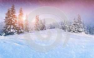 Colorful panorama of the winter sunrise in mountain forest