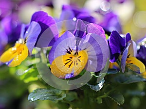 Colorful pansies