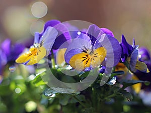 Colorful pansies