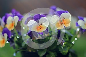 Colorful pansies