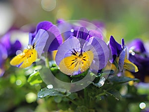 Colorful pansies