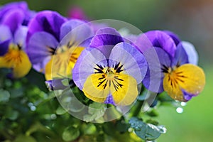 Colorful pansies