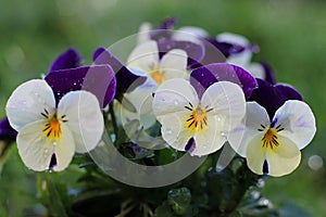 Colorful pansies