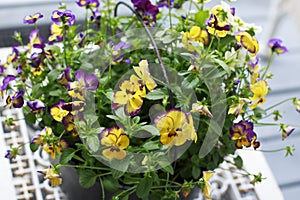 Colorful Pansies in a Black Metal Bucket on a white table