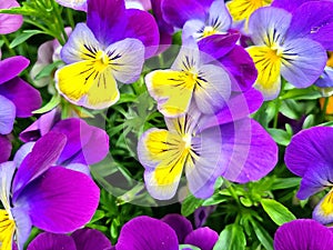 Colorful pansies in the garden a summerday
