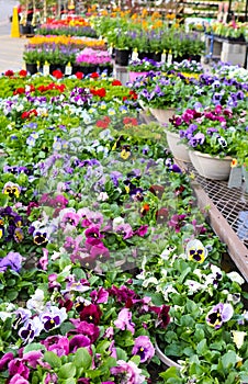 Colorful pansies and other flowers for sale outside store in springtime - selective focus