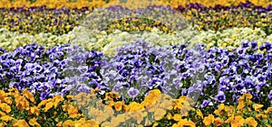 Colorful pansies outdoor, banner