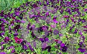 Colorful pansies viola flowers viola reichenbachiana field blooming