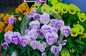 Colorful pansy flower plant natural background