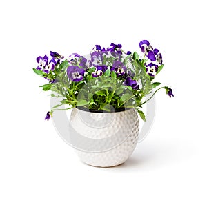 Colorful pansy flower plant in white pot isolated