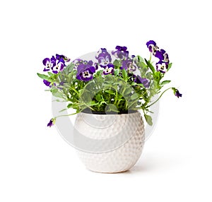 Colorful pansy flower plant in white pot isolated