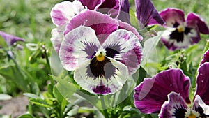 Colorful pansy flower. Viola tricolor.