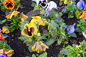 Colorful pansy flowers as natural background