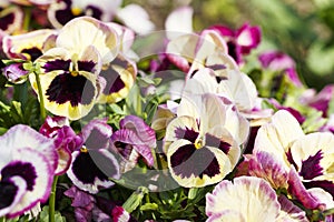Colorful pansy flowers are blommong in the garden