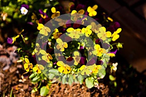 colorful pansy flowers blooming in the garden on a sunny day,