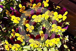 Colorful pansy flowers blooming in the garden on sunny day