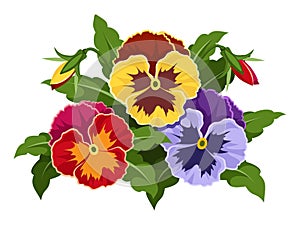 Colorful pansy flowers.