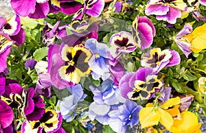 Colorful Pansy Flowers, floral background