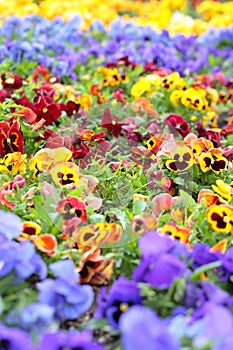 Colorful Pansy Flowers on Flower Bed