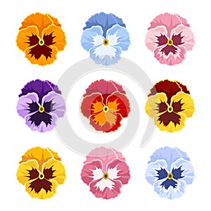 Colorful pansy flowers. Vector illustration. photo