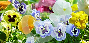 Colorful pansy or viola flowers blooming in a garden
