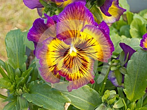 Colorful Pansy Viola tricolor blossom flowering photo