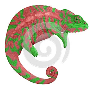 Colorful Panther Chameleon