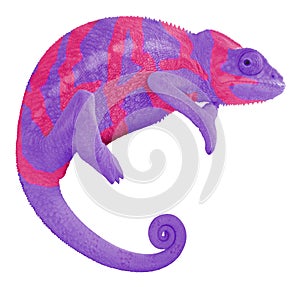 Colorful Panther Chameleon Create