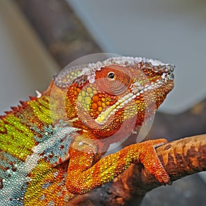 Colorful Panther Chameleon Furcifer pardalis close up