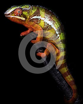 Colorful Panther Chameleon stand on a branch