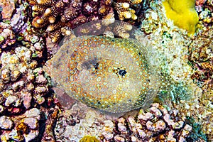 Colorful panther leopard flatfish bothus pantherinus coral reef. flat fish underwater shot in top view