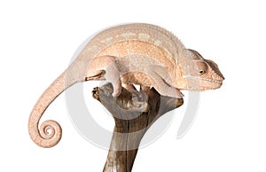 Colorful panthera chameleon