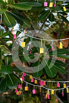 Colorful paper hanging on tree for Thailand activities SOI DAO