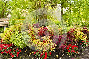 Colorful park flower bed