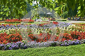 Colorful park flowers