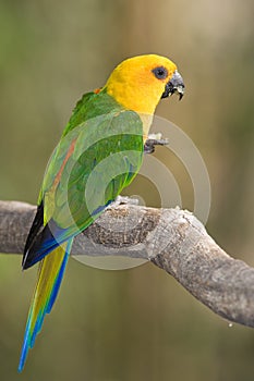 Colorful Parrot