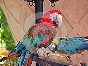 Colorful parrot