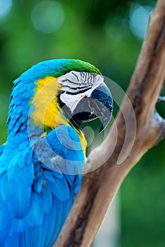 Colorful parrot